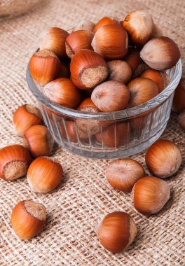 fındık yakın çekim