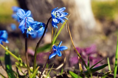 Mavi bahar çiçekleri
