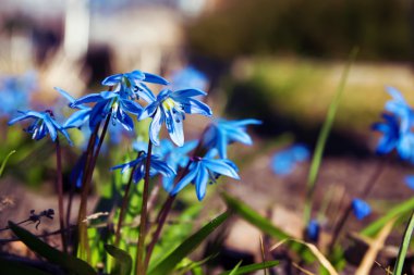 Mavi bahar çiçekleri