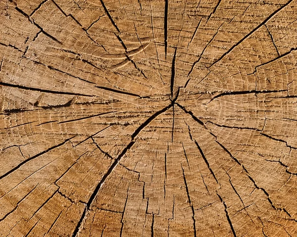 Firewood close-up — Stock Photo, Image