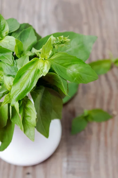 Fresh basil — Stock Photo, Image