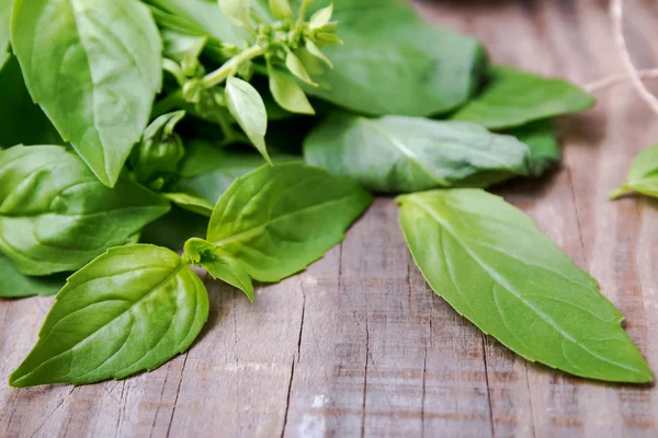 Fresh basil — Stock Photo, Image