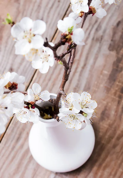 Marillenblütenbrunch in der Vase — Stockfoto