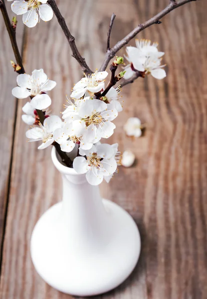 Marillenblütenbrunch in der Vase — Stockfoto