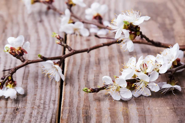 Morenas em flor de damasco na mesa — Fotografia de Stock