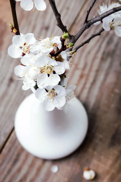 Brunch fleurs d'abricot dans le vase — Photo