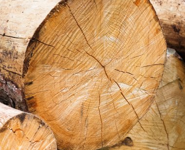 yakacak odun yakın çekim