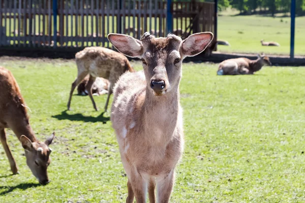 Deer on the farm — Stock Photo, Image