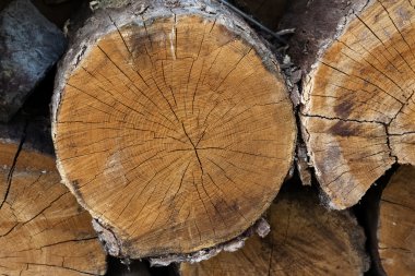 Kesilmiş odun yığını