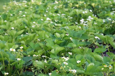 çilek bitki çiçek