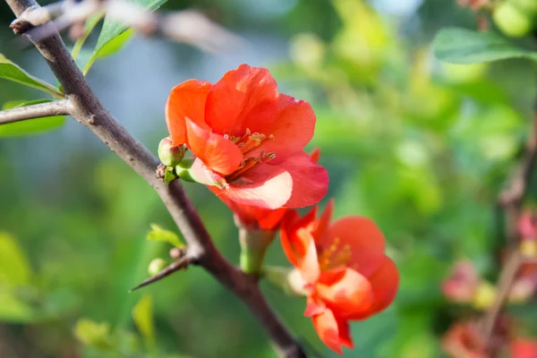 Primo piano fiore rosso — Foto Stock
