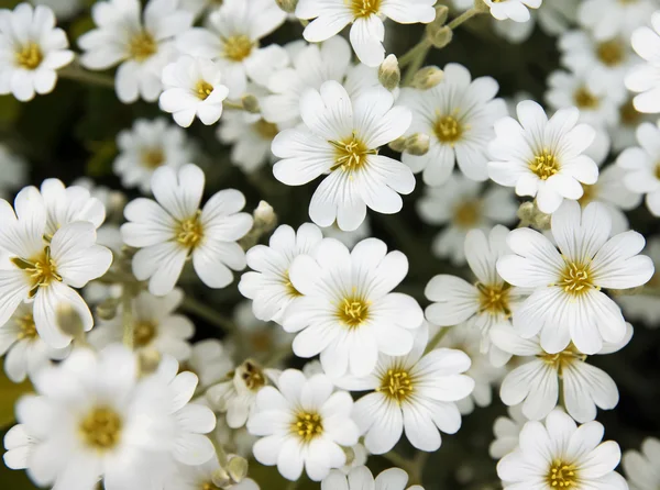 Kis fehér virágok — Stock Fotó