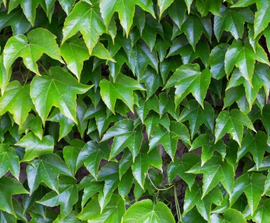 Yeşil yapraklar yakın plan