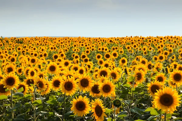 Zonnebloem veld — Stockfoto