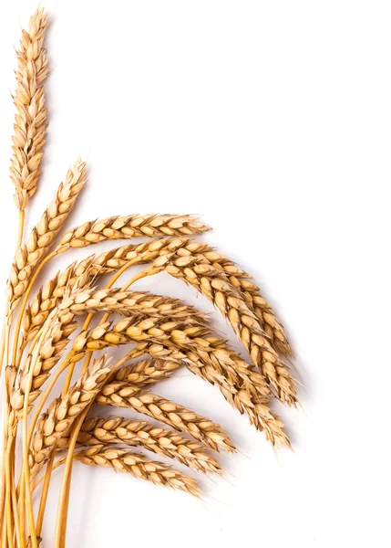 Orejas de trigo —  Fotos de Stock