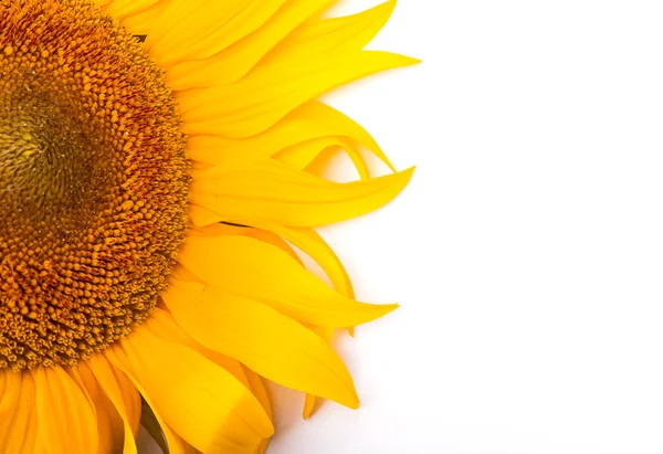 Sonnenblume isoliert auf weißem Hintergrund — Stockfoto