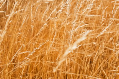 Çayırda yakın planda kuru çimenler. Kırsal yaz doğası geçmişi