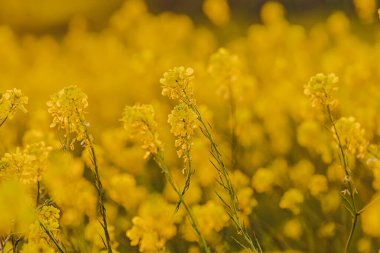 Sarı hardal çiçeklerinin yakın çekimi, güzel bahar arkaplanı.