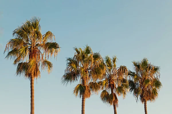 蓝天上的热带棕榈 夏季背景 — 图库照片