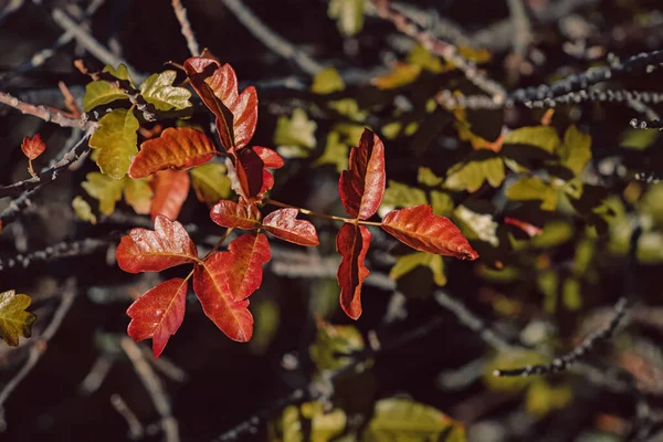 Poison Oak Leaves Close Dangerous Plant — ストック写真