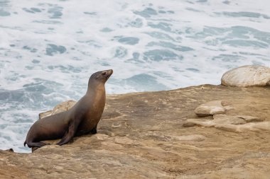 Okyanus kenarındaki sevimli deniz aslanı, San Diego, California