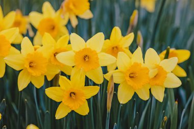 çiçek, nergis, sarı, doğa, bahar, bitki, narsis, çiçek, bahçe, çiçek, tarla, çiçek, çiçek, çiçek, çiçek, çiçek, yeşil, çiçek, mevsim, güzellik, Paskalya, beyaz, yaprak, yaz, çiçek yaprakları, taze, ilkbahar, botanik,