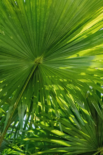 Foglia Palma Tropicale Primo Piano Sfondo Estivo — Foto Stock