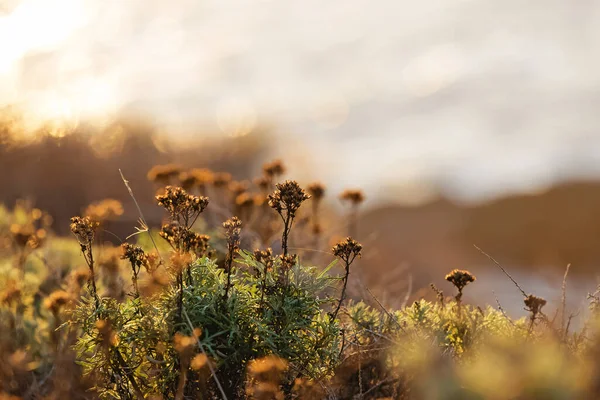 Sahildeki Kuru Çimenler Gün Batımında Yakın Plan Doğal Arka Plan — Stok fotoğraf
