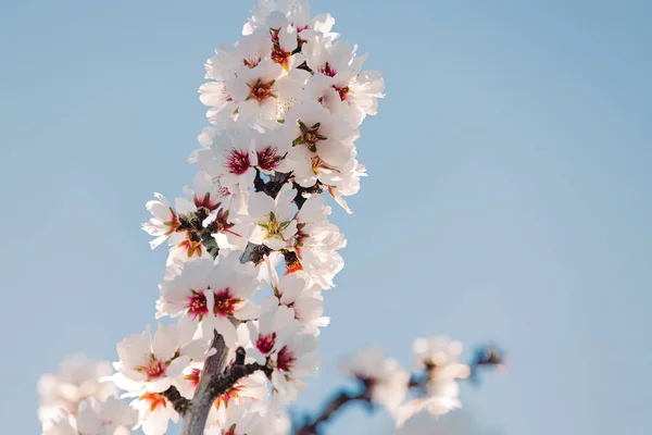 Spring Almond Trees Bloom Close Flowers Blue Sky — Stockfoto