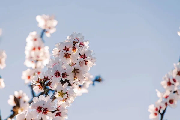 Mandelbäume Voller Blüte Nahaufnahme Frühling Hintergrund — Stockfoto