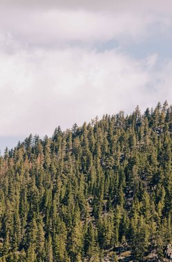 Pine trees in the mountains over the sky, natural background
