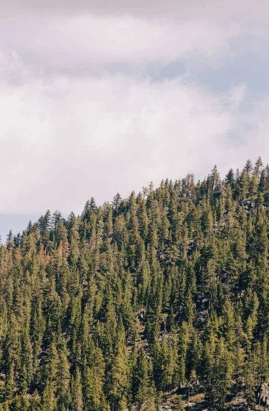 Pine Trees Mountains Sky Natural Background — стоковое фото