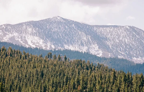 Bosque Pinos Montañas Fondo Vistas Lago Tahoe —  Fotos de Stock