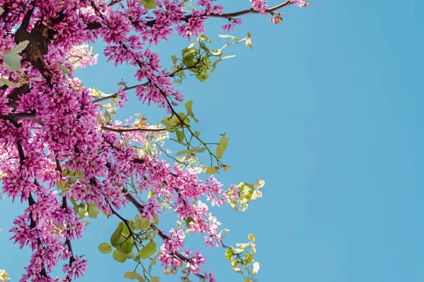 Schöne Rosa Blühende Äste Gegen Den Blauen Himmel Frühling Hintergrund — Stockfoto