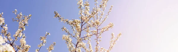 Güneşli Bahar Gününde Açık Mavi Gökyüzüne Uzanan Güzel Ağaç Dalları — Stok fotoğraf