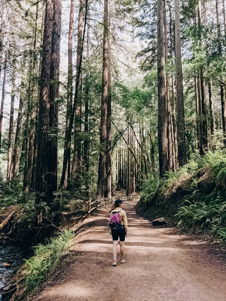 女人走在远足的小径上穿过红杉树 从后面看 — 图库照片