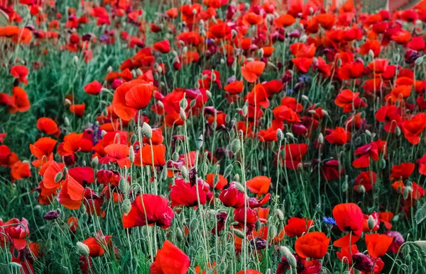 牧草地に美しい赤いケシの花 夏の背景 — ストック写真
