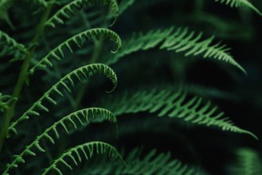 Taze yeşil eğrelti otu yaprakları, doğal arka plan.