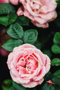 Güzel pembe bahçe güllerinin yakın çekimi