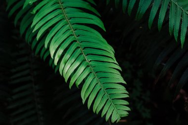 Güneş ışığında taze eğreltiotu yaprağına yakın çekim. Doğal arkaplan