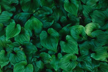 Koyu yeşil yaprak dokusu. Doğal arkaplan.
