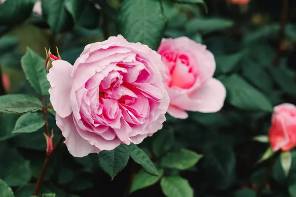 Close Beautiful Pink Rose Bud Copy Space — ストック写真