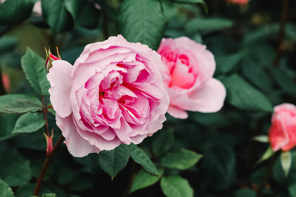Крупный план красивых розовых бутонов роз, пространство для копирования