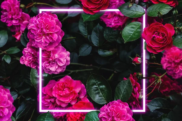 Abstract Composition Pink Roses Neon Frame Place Text — Photo