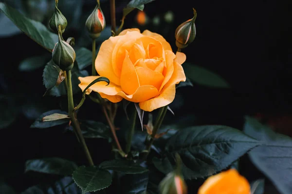 Primer Plano Hermoso Rosal Naranja Tonificado Oscuro —  Fotos de Stock