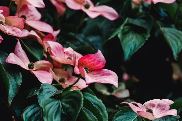 Dark Toned Photo Exotic Flowers Botanical Background — Stock Photo, Image