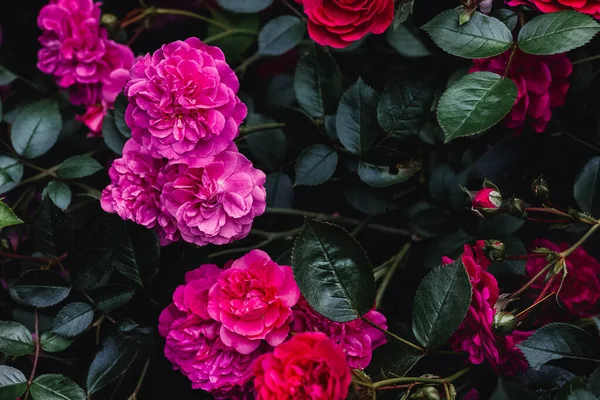 Dark Toned Photo Pink Roses Botanical Background — ストック写真