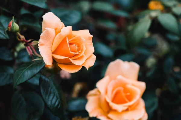 Close Beautiful Orange Rose Bush Dark Toned — ストック写真