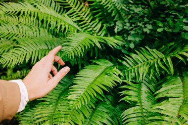 Yeşil eğrelti otu yapraklarına dokunan kadının eli