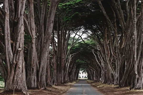 Cyprus tree tunnel with no people on a cloudy day